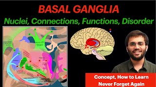 Basal Ganglia  CNS Physiology  Neuroanatomy Video [upl. by Arihday]