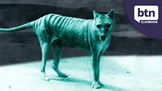 New Footage Of A Thylacine  Behind the News [upl. by Efinnej865]