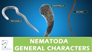 Nematoda General Characters [upl. by Anrak]