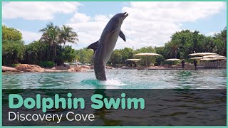 Discovery Cove Dolphin Swim Experience  Discovery Cove Orlando [upl. by Norej]