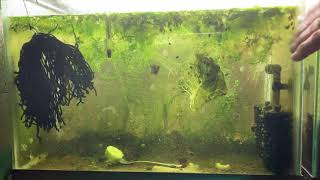 Scuds Daphnia Cherry Shrimp Copepods My aquatic food culture [upl. by Thormora]