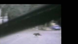 Film of a Possible Thylacine  South Australia 1973 [upl. by Esra837]