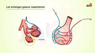 L’echange de gaz respiratoire [upl. by Abbi391]