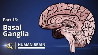 Basal Ganglia  Human Brain Series  Part 16 [upl. by Inesita]