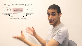 GlucoNeogenesis Part 1 شرح بالعربي [upl. by Scever]