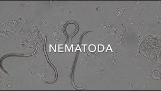 Nematodes [upl. by Malti]