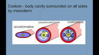 Invertebrate Diversity Part 1  Porifera to Annelids [upl. by Noryv410]