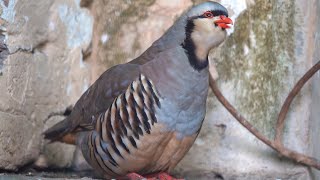 Chukar partridge sounds naturally [upl. by Kcaz]