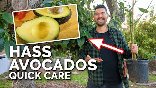 How to Grow Hass Avocados Quick Care Guide [upl. by Raddi]