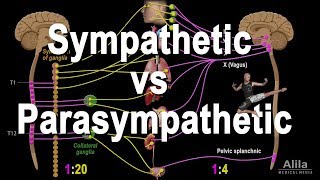 Autonomic Nervous System Sympathetic vs Parasympathetic Animation [upl. by High]