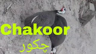 Chakor National Bird of Pakistan Chakor National Documentary Facts about Chakor [upl. by Irat]