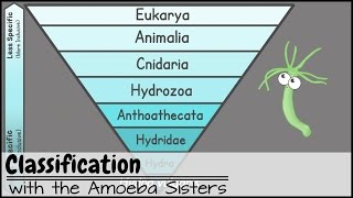 Classification [upl. by Ambrosia]