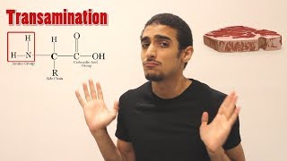 Overview on Amino acid metabolism شرح بالعربي لمصير الأمينو أسيد [upl. by Lally]