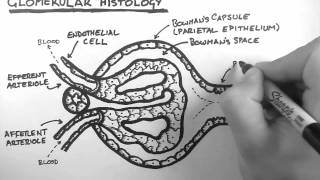 Renal Anatomy 3  Glomerular Histology [upl. by Schoenberg]