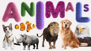 Animal  List of Animals  Name of Animals  500 Animals Name in English from A to Z [upl. by Aseral261]