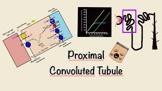 Proximal Convoluted Tubule  PCT  Nephron Transport  Transport Maximum  Renal Physiology [upl. by Hayyim]