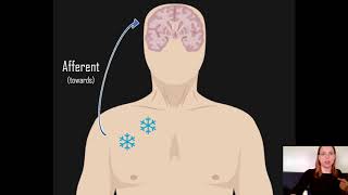 Afferent vs Efferent [upl. by Ibbor]