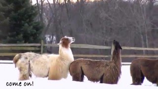 Llamas Snow Dancing [upl. by Meredi]