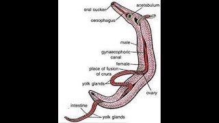 Schistosoma haematobium [upl. by Noonan]