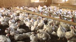 Monitoring and Maintaining Chicken Health [upl. by Erehpotsirhc75]