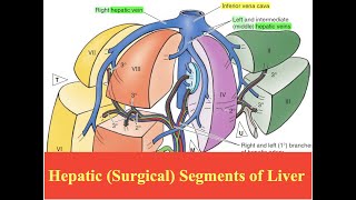 Is LIVER a SUPERFOOD 2024 Revision [upl. by Yesoj481]