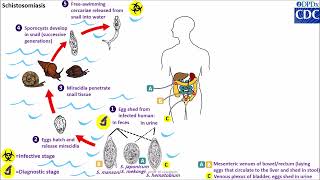 Schistosoma spp life cycle [upl. by Nymrak]