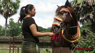 Animal Zone Show  King Horse At Angkor Wat  Girl with King Horse  Pets  Horse [upl. by Bunch633]