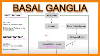 Basal Ganglia Direct vs Indirect Pathways [upl. by Ennaxxor]