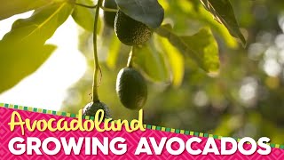 Avocadoland  Episode 1  Avocados From Mexico [upl. by Ekle]