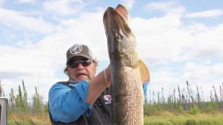 Five 30 Pound Northern Pike Babe Winkelmans Good Fishing [upl. by Kuster]