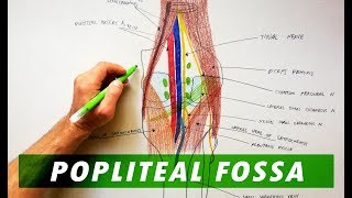 Popliteal Fossa  Boundaries amp Contents  Anatomy Tutorial [upl. by Avlasor]