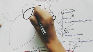 Plasmodium vivax life cycle  English  malaria [upl. by Ademordna]