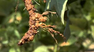 Diagnosing Nematode Damage in the Field [upl. by Linetta903]