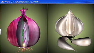 CBSE Class 11 Biology  Morphology of Flowering Plants  Full Chapter  By Shiksha House [upl. by Ribaudo984]