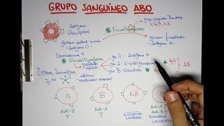 Grupo Sanguíneo ABO O A B y AB  Transfusiones [upl. by Parrish918]