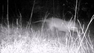 Possible Thylacine Tasmanian Tiger Trail Cam Footage [upl. by Powe693]