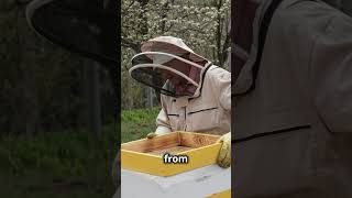 Beekeepers – Our Quiet Heroes [upl. by Ailiec638]