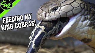 FEEDING MY KING COBRAS PYTHONS [upl. by Dagna]