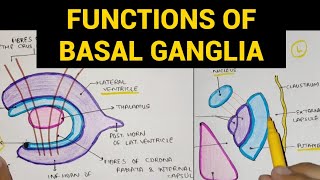 Basal Ganglia  3  Functions of Basal Ganglia [upl. by Llenrag]