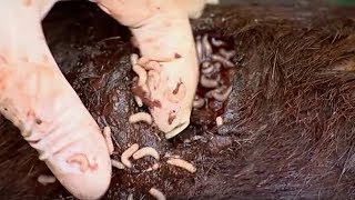 EWWW Maggots Eat Wildebeest Alive  Vet Safari  BBC Earth [upl. by Foscalina128]