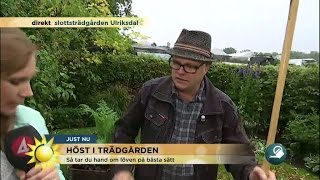 Höst i trädgården  september är bästa planteringsmånaden  Nyhetsmorgon TV4 [upl. by Enyak]