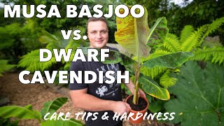 Buying amp Growing your First Banana Plant Dwarf Cavendish vs Musa Basjoo Care Tips [upl. by Florence]