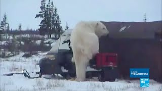 Canada Welcome to Churchill the polar bear territory [upl. by Malaspina]