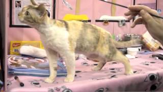 Devon Rex Cat Breed [upl. by Rector]