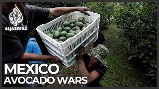 Mexico avocado war Cartel seeks to control fruit trade [upl. by Christian]