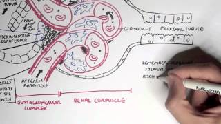 Nephrology  Kidney Physiology Overview [upl. by Eiten]