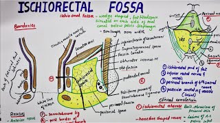 Ischiorectal Fossa  Ischioanal Fossa [upl. by Koenig534]