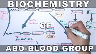 Biochemistry of ABO Antigens [upl. by Dympha]