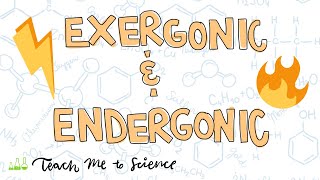 endergonic and exergonic reactions [upl. by Klehm537]