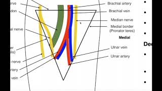 Boundaries amp Contents of the Cubital Fossa [upl. by Cristin]